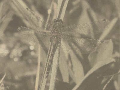 Leucorrhinia dubia (distorted)